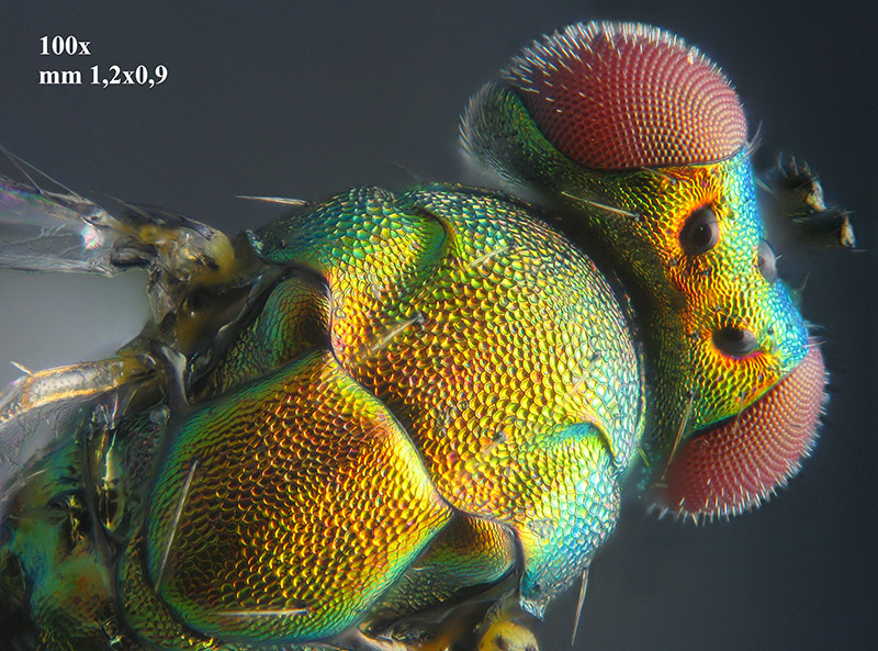 Phyllonorycter su ontano con parassitoidi